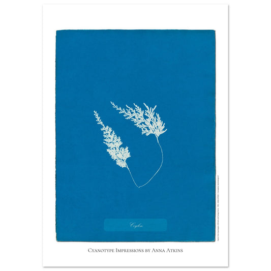 Fougère de Ceylan - Planche botanique cyanotype d'Anna Atkins (29,7x42 cm (A3)). Cyanotype d'une fougère originaire de Ceylan sur fond bleu profond, avec son nom 'Ceylon' inscrit et la mention 'Cyanotype Impressions by Anna Atkins'.