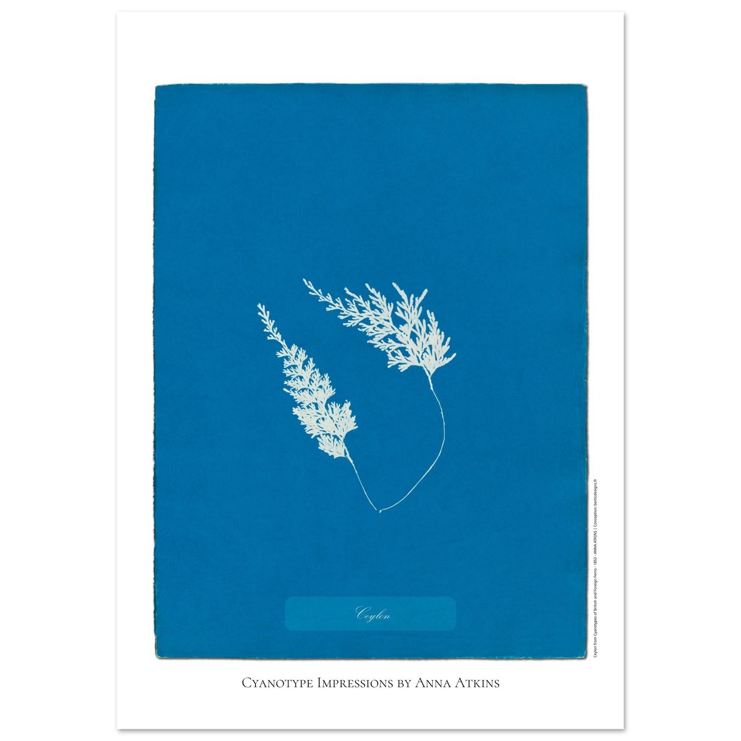Fougère de Ceylan - Planche botanique cyanotype d'Anna Atkins (42x59,4 cm (A2)). Cyanotype d'une fougère originaire de Ceylan sur fond bleu profond, avec son nom 'Ceylon' inscrit et la mention 'Cyanotype Impressions by Anna Atkins'.