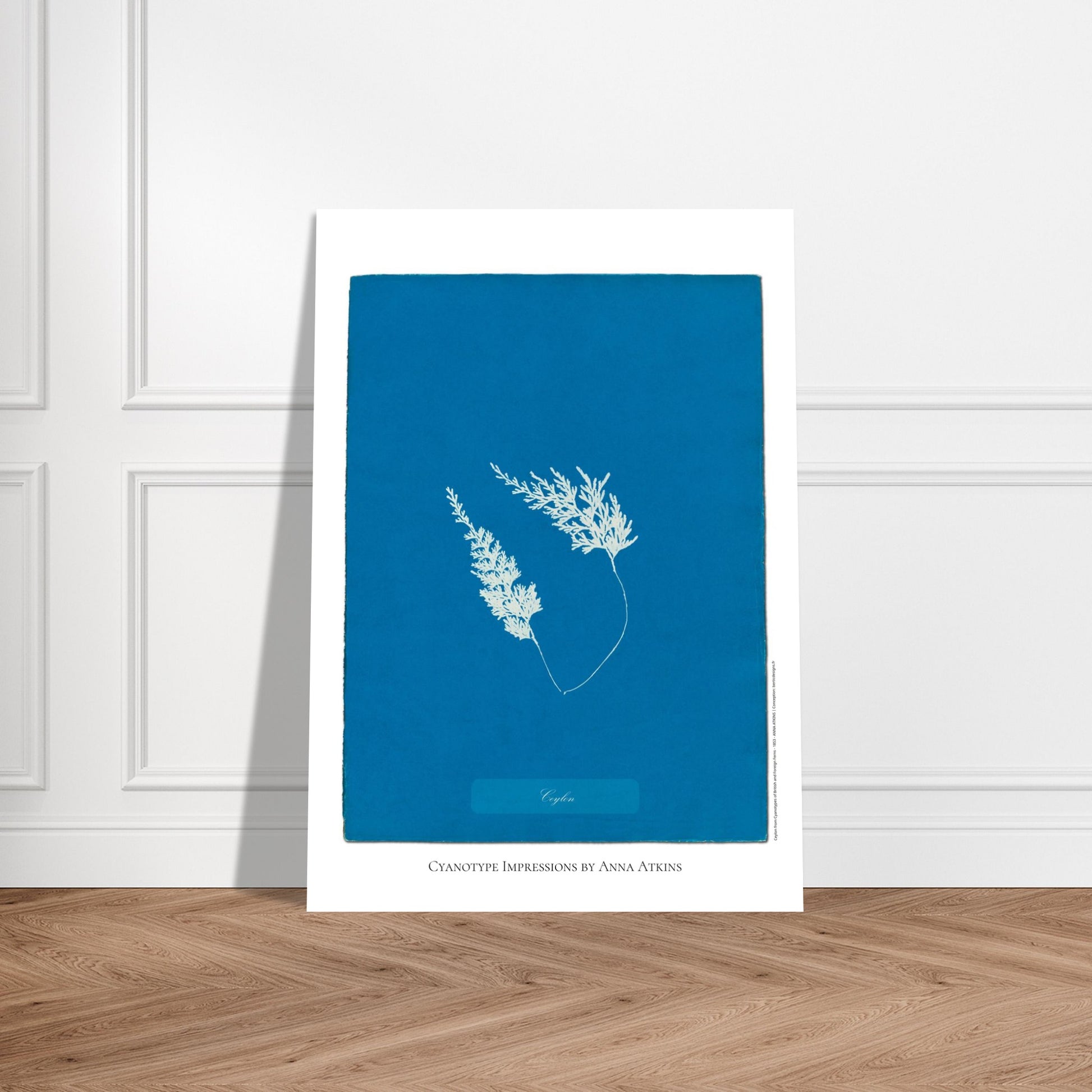 Fougère de Ceylan - Planche botanique cyanotype d'Anna Atkins. Cyanotype d'une fougère originaire de Ceylan sur fond bleu profond, avec son nom 'Ceylon' inscrit et la mention 'Cyanotype Impressions by Anna Atkins'. Image d'illustration 5
