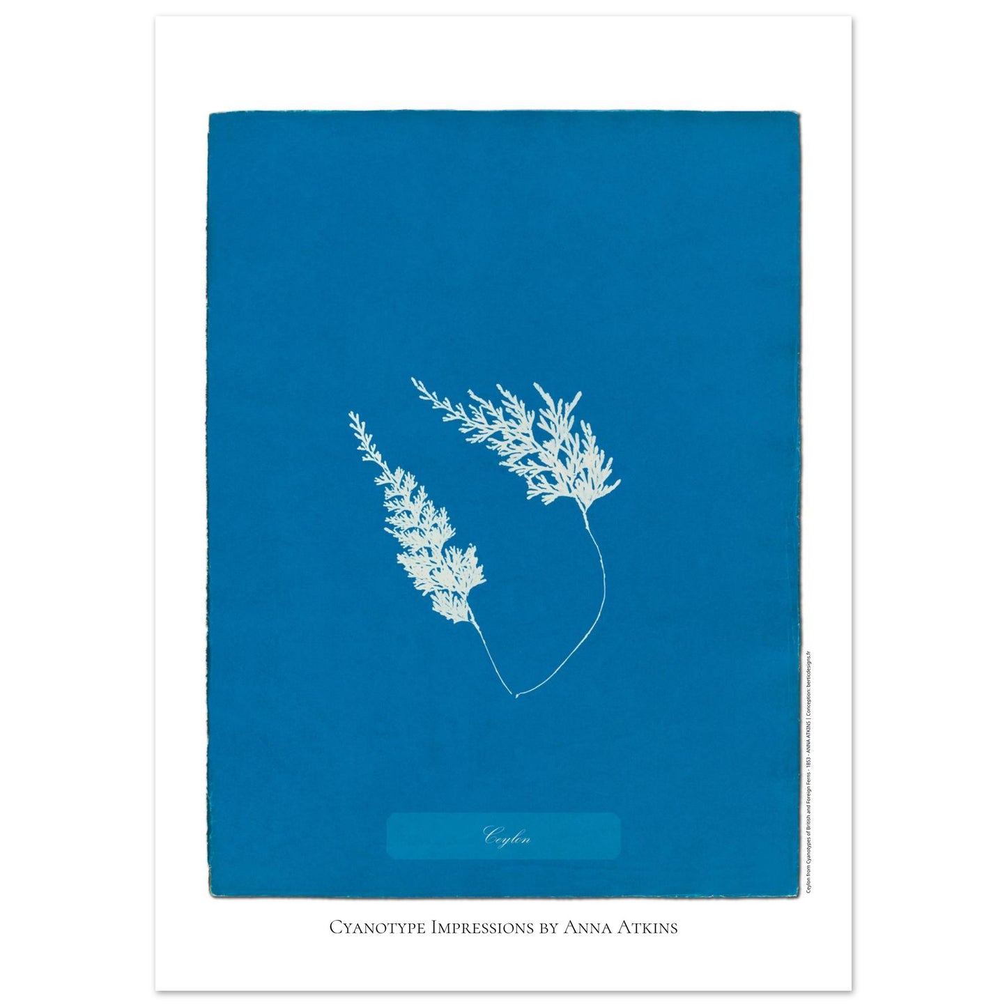 Fougère de Ceylan - Planche botanique cyanotype d'Anna Atkins (50x70 cm). Cyanotype d'une fougère originaire de Ceylan sur fond bleu profond, avec son nom 'Ceylon' inscrit et la mention 'Cyanotype Impressions by Anna Atkins'.