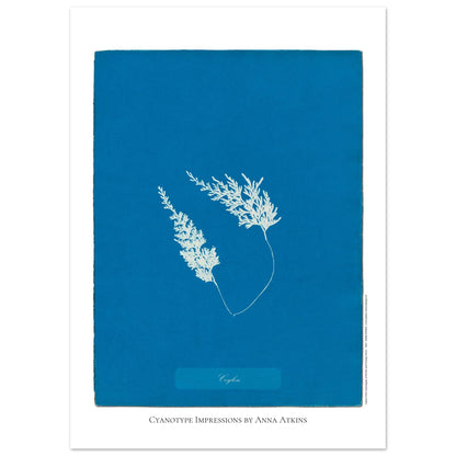 Fougère de Ceylan - Planche botanique cyanotype d'Anna Atkins (50x70 cm). Cyanotype d'une fougère originaire de Ceylan sur fond bleu profond, avec son nom 'Ceylon' inscrit et la mention 'Cyanotype Impressions by Anna Atkins'.