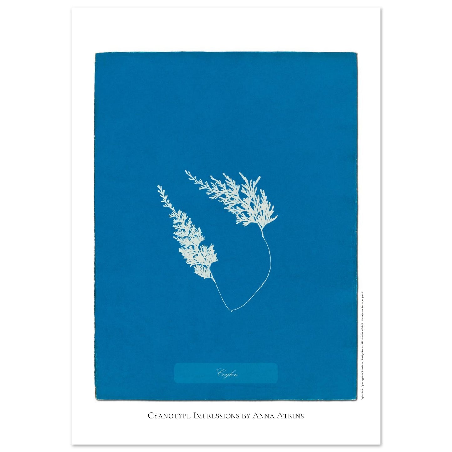 Fougère de Ceylan - Planche botanique cyanotype d'Anna Atkins (59,4x84,1 cm (A1)). Cyanotype d'une fougère originaire de Ceylan sur fond bleu profond, avec son nom 'Ceylon' inscrit et la mention 'Cyanotype Impressions by Anna Atkins'.
