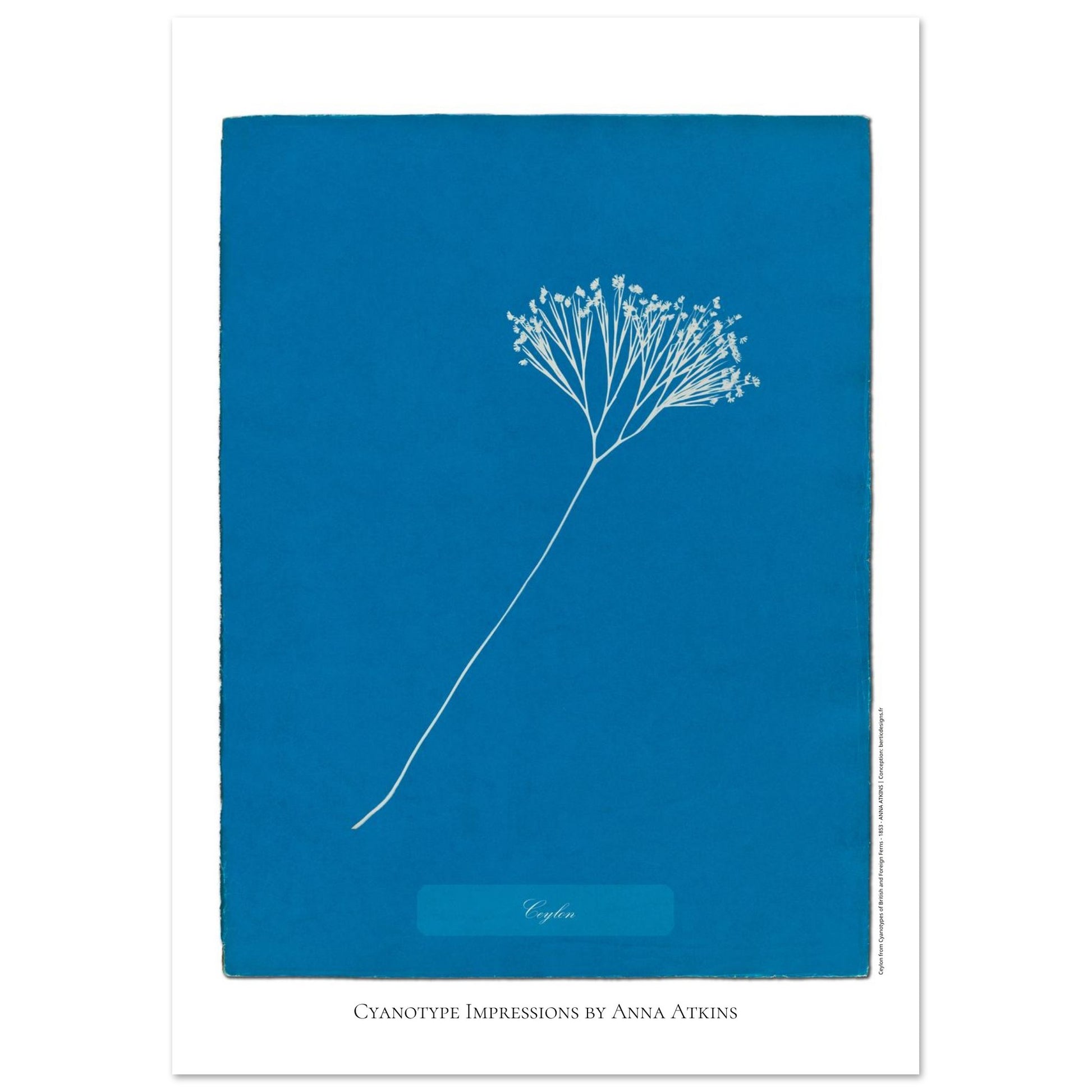 Planche de Fougère de Ceylan — Cyanotype original d'Anna Atkins (21x29,7 cm (A4)). Planche botanique cyanotype par Anna Atkins d'une plante de fougère nommée Fougère de Ceylan, sur un fond bleu uni.