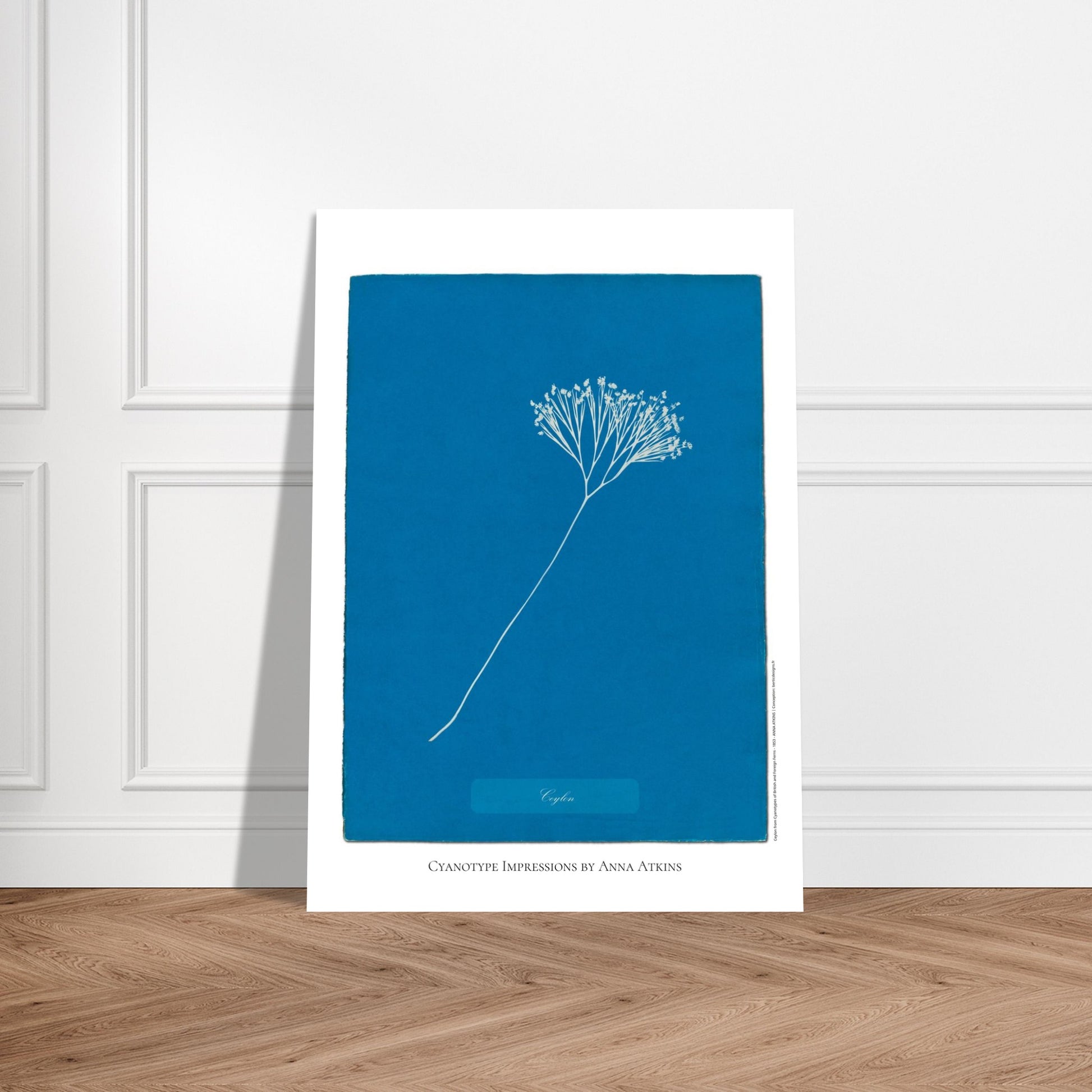 Planche de Fougère de Ceylan — Cyanotype original d'Anna Atkins. Planche botanique cyanotype par Anna Atkins d'une plante de fougère nommée Fougère de Ceylan, sur un fond bleu uni. Image d'illustration 5