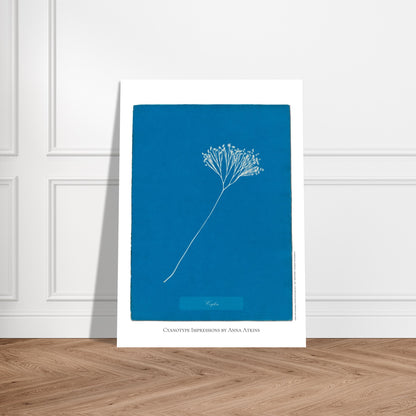 Planche de Fougère de Ceylan — Cyanotype original d'Anna Atkins. Planche botanique cyanotype par Anna Atkins d'une plante de fougère nommée Fougère de Ceylan, sur un fond bleu uni. Image d'illustration 5