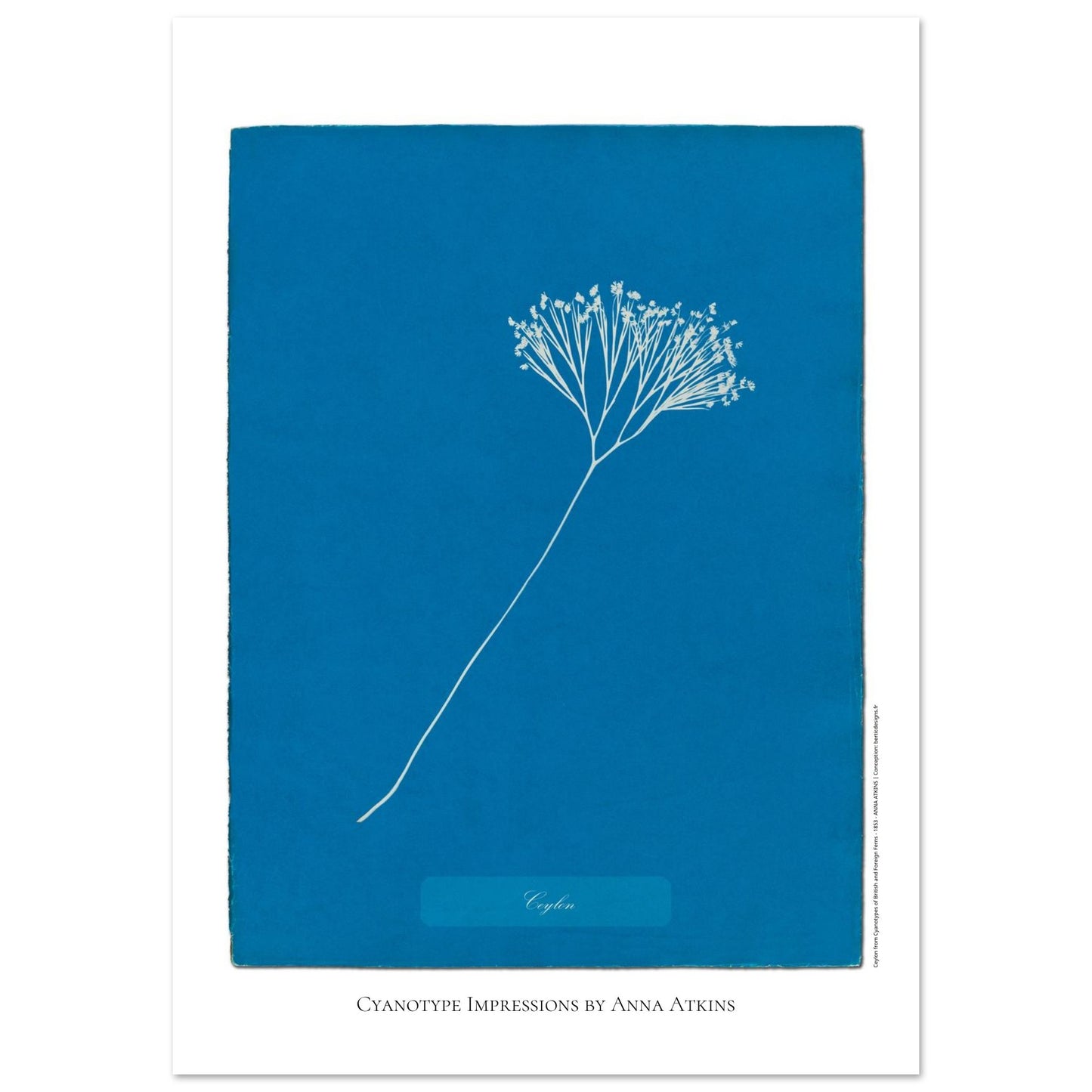 Planche de Fougère de Ceylan — Cyanotype original d'Anna Atkins (59,4x84,1 cm (A1)). Planche botanique cyanotype par Anna Atkins d'une plante de fougère nommée Fougère de Ceylan, sur un fond bleu uni.