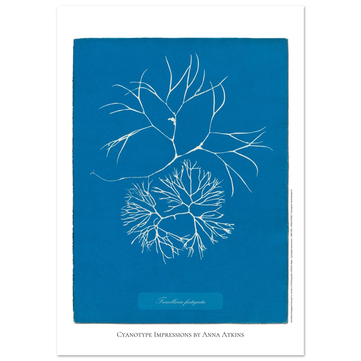 Furcellaria fastigiata — Gravure photographique cyanotype Anna Atkins (21x29,7 cm (A4)). Reproduction d'une algue 'Furcellaria fastigiata' réalisée par cyanotype par Anna Atkins sur un fond bleu vif, montrant deux spécimens.