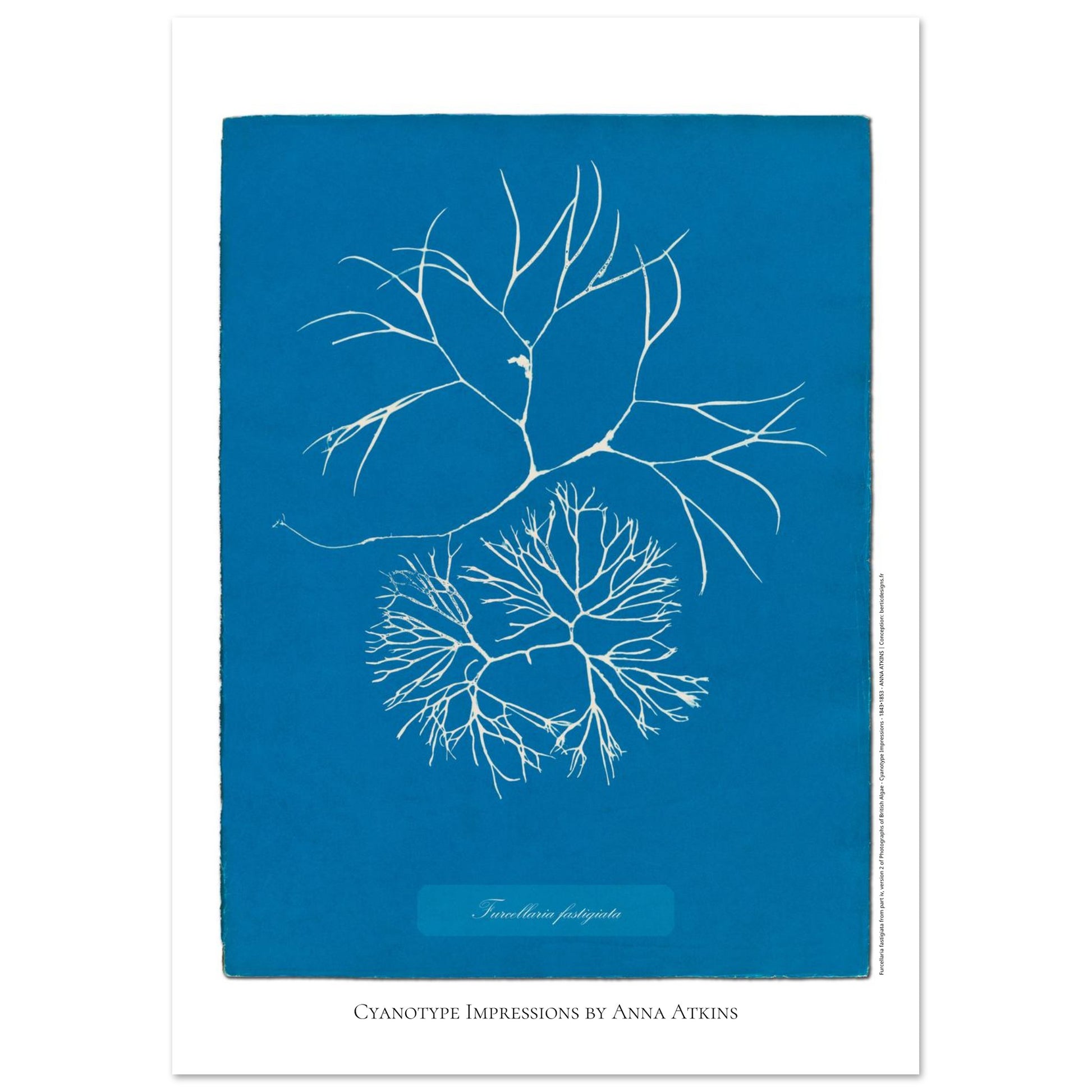 Furcellaria fastigiata — Gravure photographique cyanotype Anna Atkins (21x29,7 cm (A4)). Reproduction d'une algue 'Furcellaria fastigiata' réalisée par cyanotype par Anna Atkins sur un fond bleu vif, montrant deux spécimens.