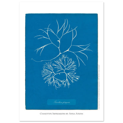 Furcellaria fastigiata — Gravure photographique cyanotype Anna Atkins (29,7x42 cm (A3)). Reproduction d'une algue 'Furcellaria fastigiata' réalisée par cyanotype par Anna Atkins sur un fond bleu vif, montrant deux spécimens.