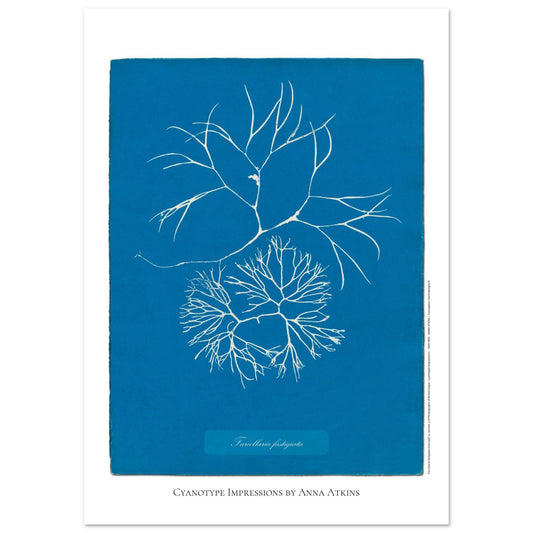 Furcellaria fastigiata — Gravure photographique cyanotype Anna Atkins (29,7x42 cm (A3)). Reproduction d'une algue 'Furcellaria fastigiata' réalisée par cyanotype par Anna Atkins sur un fond bleu vif, montrant deux spécimens.
