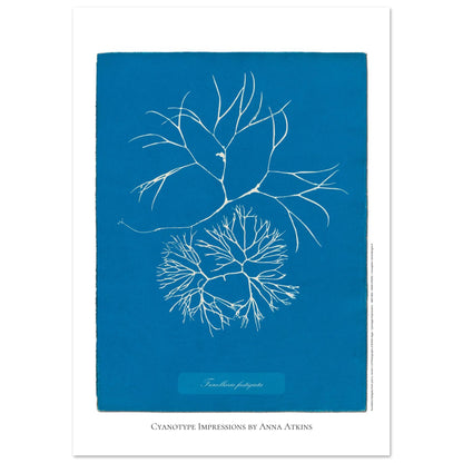 Furcellaria fastigiata — Gravure photographique cyanotype Anna Atkins (42x59,4 cm (A2)). Reproduction d'une algue 'Furcellaria fastigiata' réalisée par cyanotype par Anna Atkins sur un fond bleu vif, montrant deux spécimens.