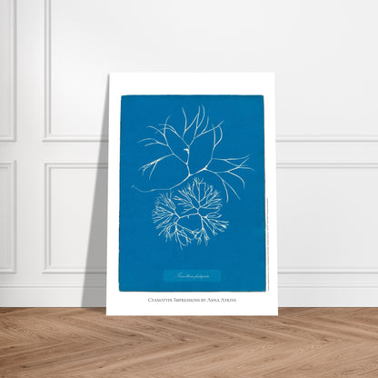 Furcellaria fastigiata — Gravure photographique cyanotype Anna Atkins. Reproduction d'une algue 'Furcellaria fastigiata' réalisée par cyanotype par Anna Atkins sur un fond bleu vif, montrant deux spécimens. Image d'illustration 5