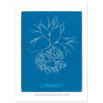 Furcellaria fastigiata — Gravure photographique cyanotype Anna Atkins (50x70 cm). Reproduction d'une algue 'Furcellaria fastigiata' réalisée par cyanotype par Anna Atkins sur un fond bleu vif, montrant deux spécimens.