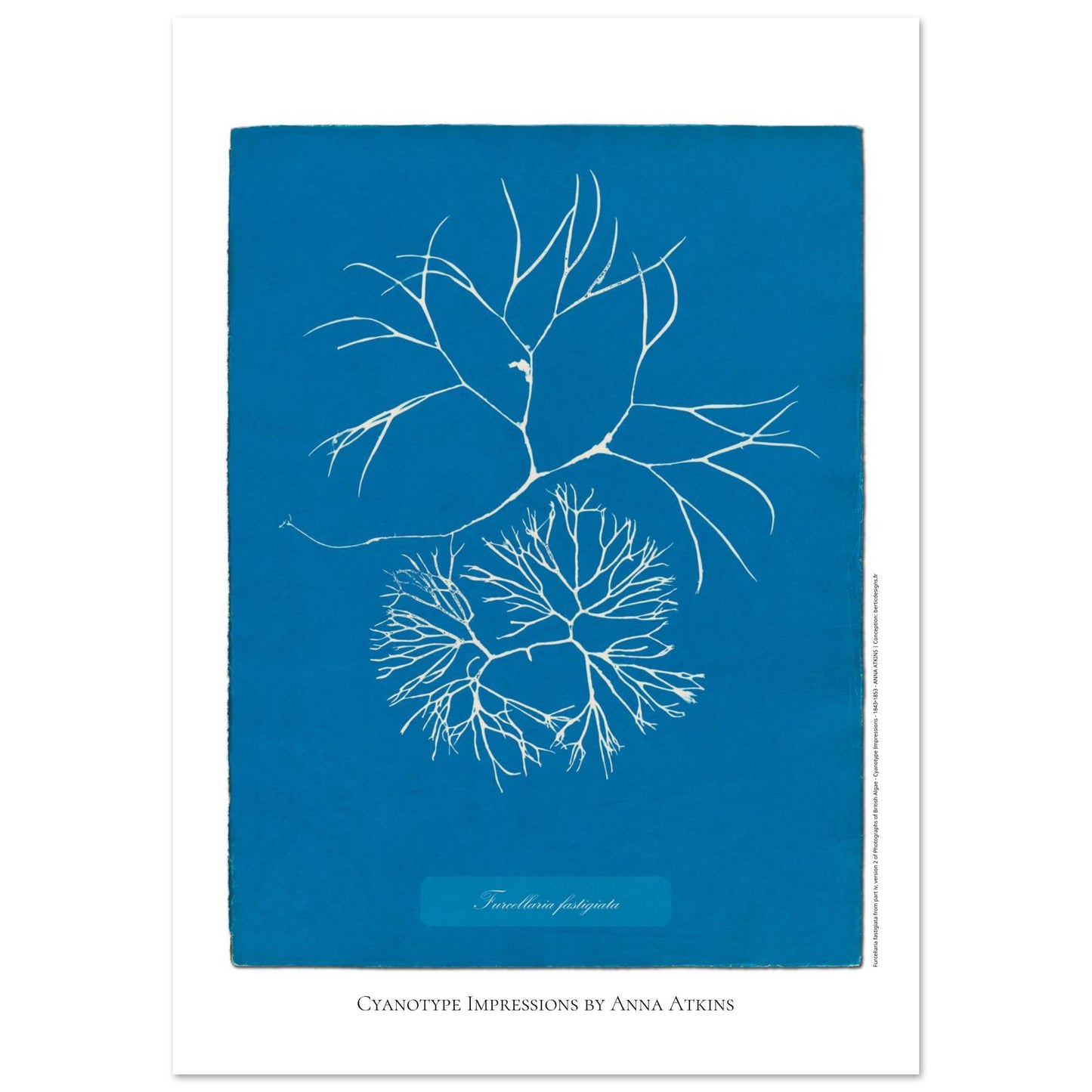 Furcellaria fastigiata — Gravure photographique cyanotype Anna Atkins (59,4x84,1 cm (A1)). Reproduction d'une algue 'Furcellaria fastigiata' réalisée par cyanotype par Anna Atkins sur un fond bleu vif, montrant deux spécimens.