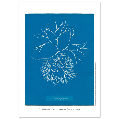 Furcellaria fastigiata — Gravure photographique cyanotype Anna Atkins (59,4x84,1 cm (A1)). Reproduction d'une algue 'Furcellaria fastigiata' réalisée par cyanotype par Anna Atkins sur un fond bleu vif, montrant deux spécimens.
