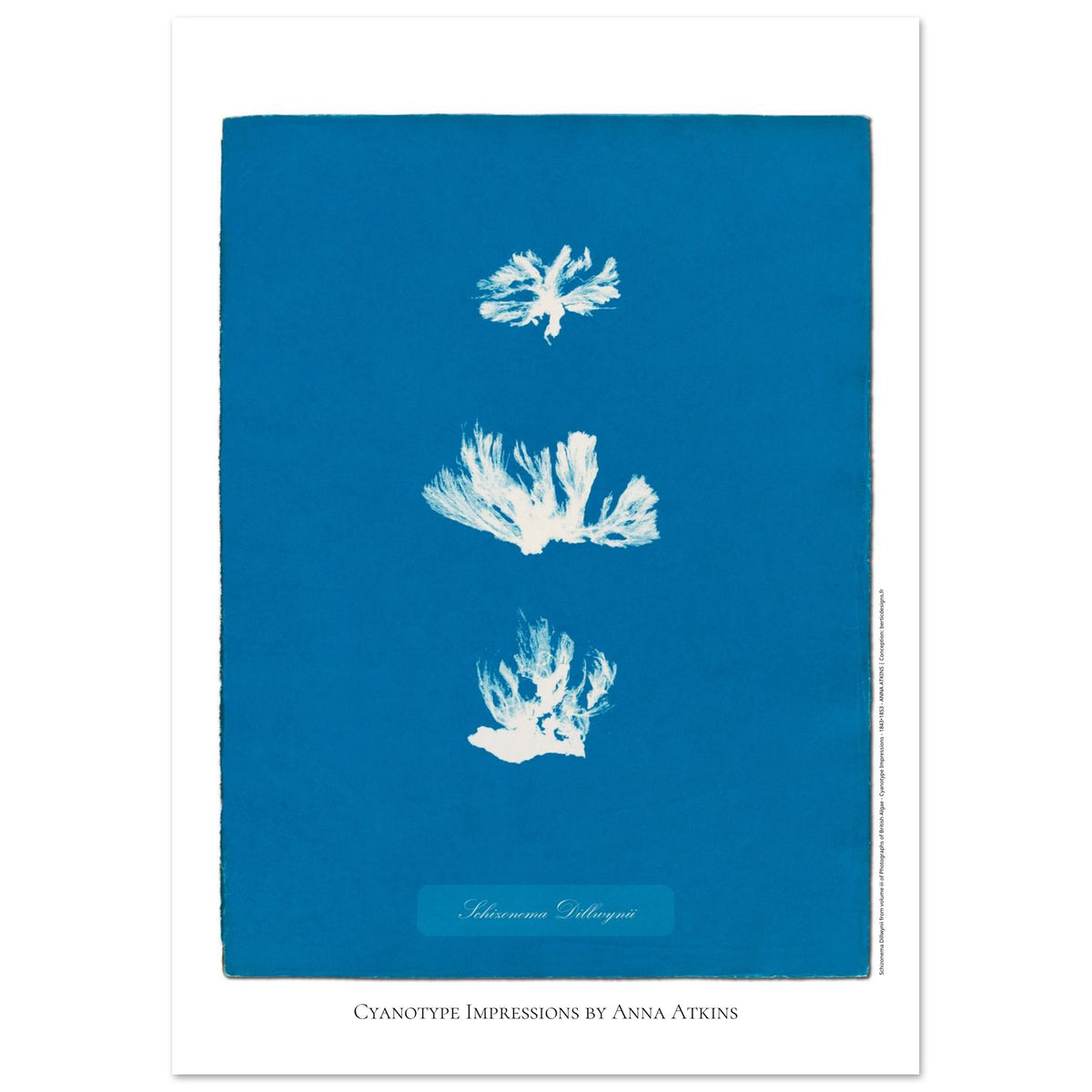 Naturalist illustration Schizonema Dillwynii by Anna Atkins (21x29,7 cm (A4) / 8.3x11.7″). Cyanotype reproduction of a Schizonema Dillwynii plant by Anna Atkins, vintage artwork on a blue background.