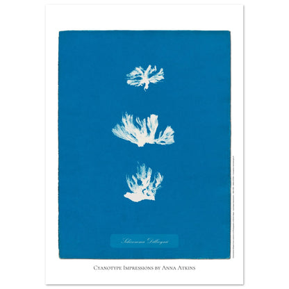 Naturalist illustration Schizonema Dillwynii by Anna Atkins (21x29,7 cm (A4) / 8.3x11.7″). Cyanotype reproduction of a Schizonema Dillwynii plant by Anna Atkins, vintage artwork on a blue background.