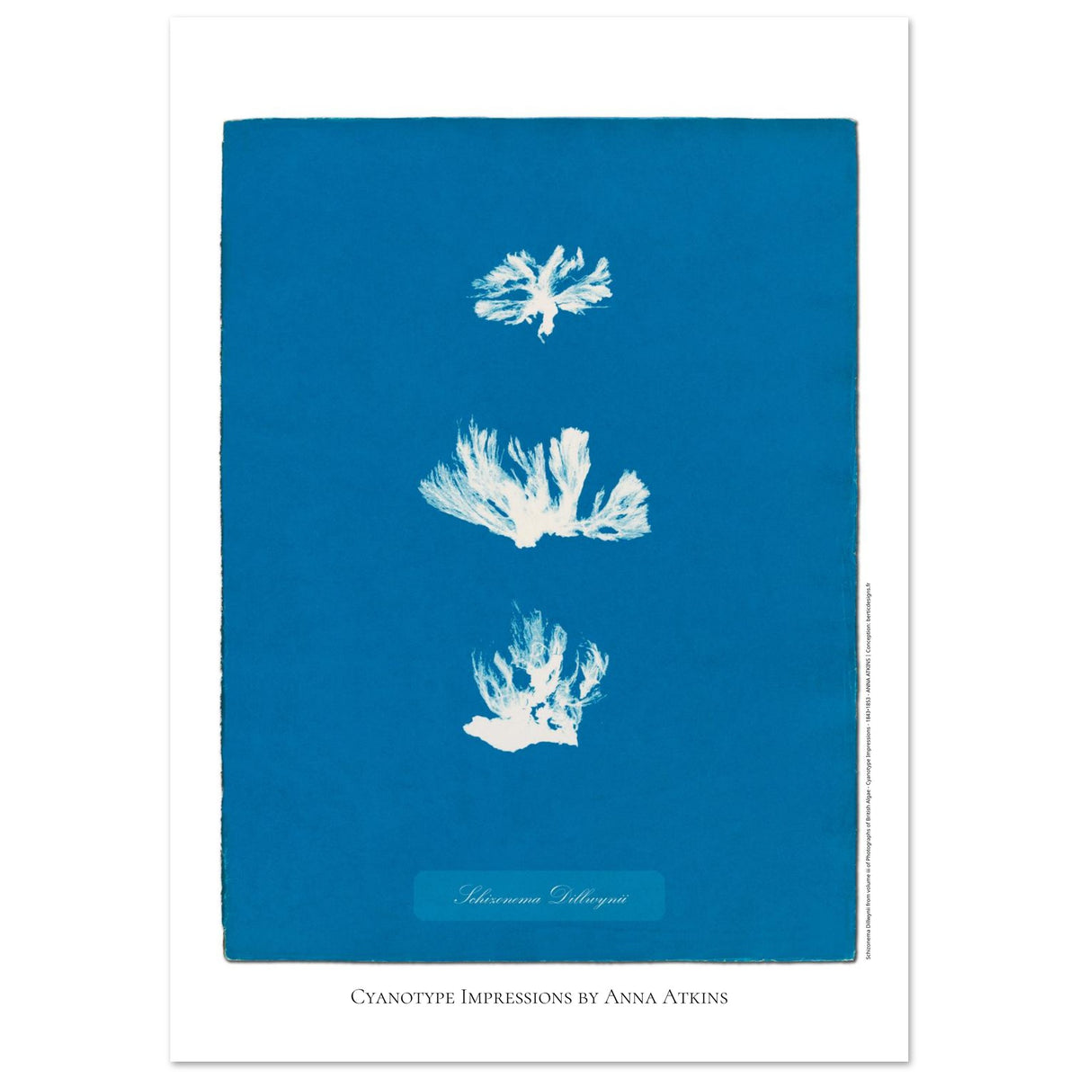 Naturalist illustration Schizonema Dillwynii by Anna Atkins (29,7x42 cm (A3) / 11.7x16.5″). Cyanotype reproduction of a Schizonema Dillwynii plant by Anna Atkins, vintage artwork on a blue background.