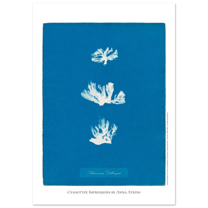 Naturalist illustration Schizonema Dillwynii by Anna Atkins (29,7x42 cm (A3) / 11.7x16.5″). Cyanotype reproduction of a Schizonema Dillwynii plant by Anna Atkins, vintage artwork on a blue background.