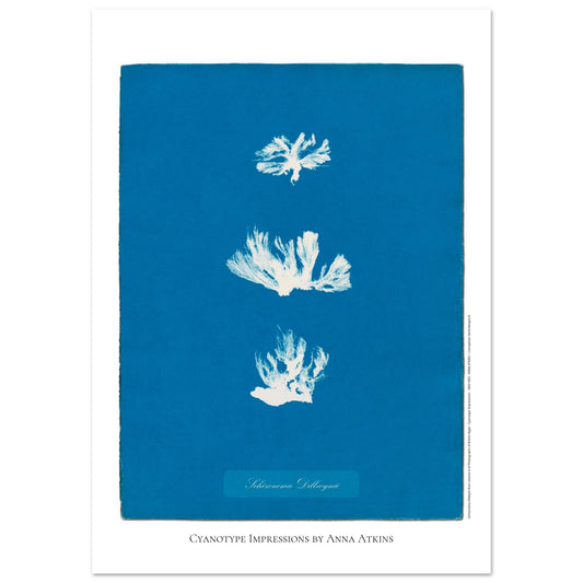 Illustration naturaliste Schizonema Dillwynii par Anna Atkins (29,7x42 cm (A3)). Reproduction cyanotype d'une plante de type Schizonema Dillwynii par Anna Atkins, œuvre vintage sur fond bleu.