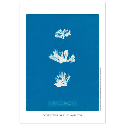 Naturalist illustration Schizonema Dillwynii by Anna Atkins (42x59,4 cm (A2) / 16.5x23.4″). Cyanotype reproduction of a Schizonema Dillwynii plant by Anna Atkins, vintage artwork on a blue background.