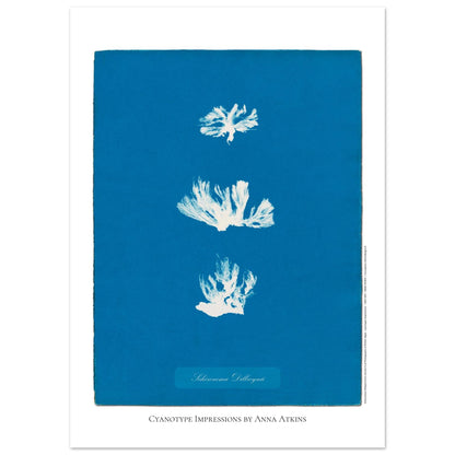 Naturalist illustration Schizonema Dillwynii by Anna Atkins (50x70 cm / 20x28″). Cyanotype reproduction of a Schizonema Dillwynii plant by Anna Atkins, vintage artwork on a blue background.
