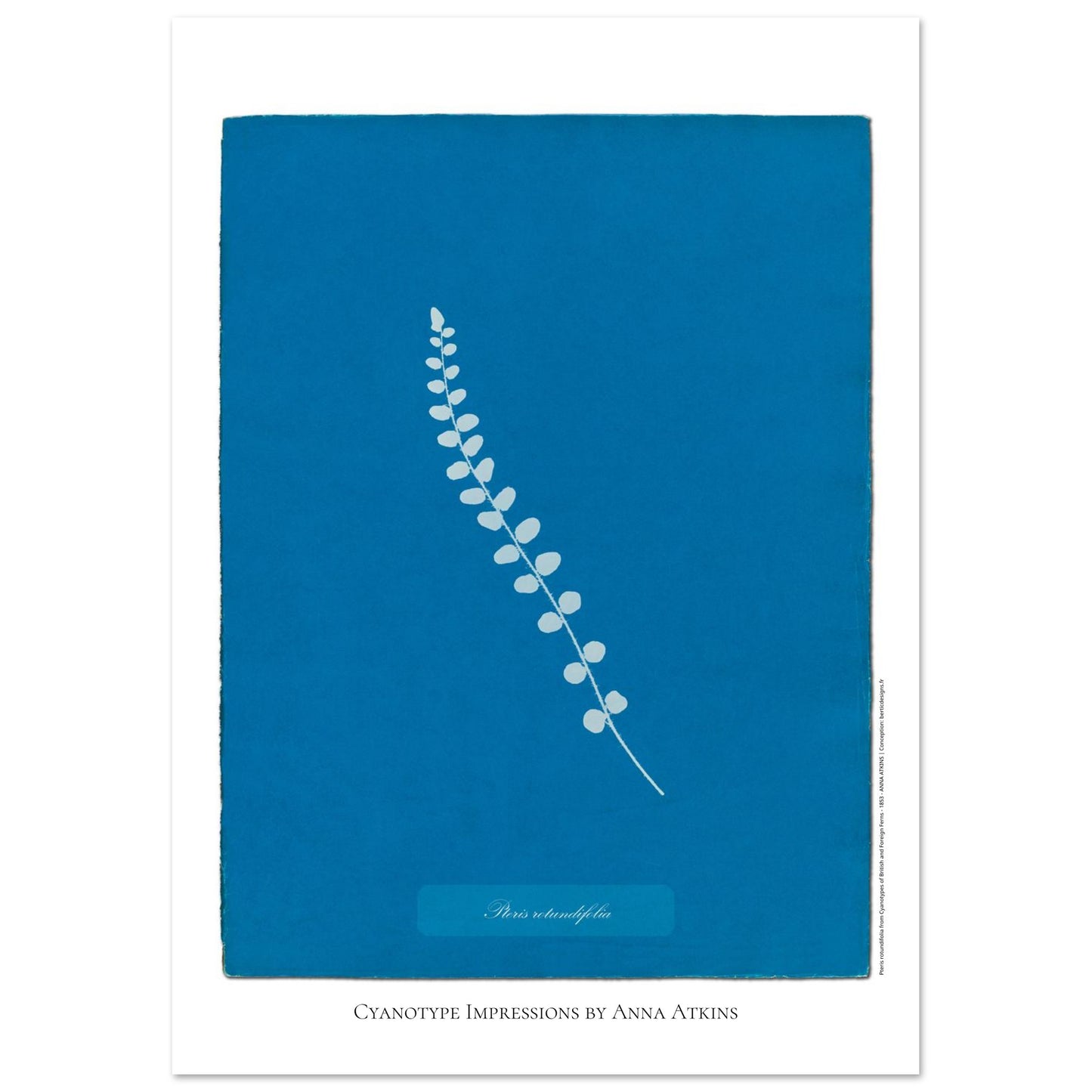Pteris rotundifolia - Planche de fougère en cyanotype d'Anna Atkins (21x29,7 cm (A4)). Planche botanique cyanotype d'Anna Atkins représentant une fougère nommée Pteris rotundifolia sur un fond bleu, avec le nom de la plante écrit dans un cartouche.