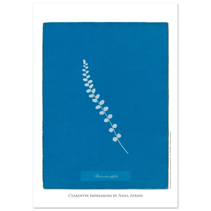 Pteris rotundifolia - Planche de fougère en cyanotype d'Anna Atkins (21x29,7 cm (A4)). Planche botanique cyanotype d'Anna Atkins représentant une fougère nommée Pteris rotundifolia sur un fond bleu, avec le nom de la plante écrit dans un cartouche.