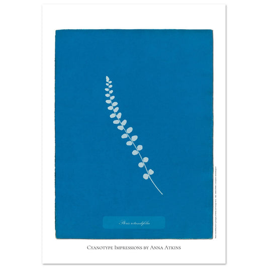 Pteris rotundifolia - Planche de fougère en cyanotype d'Anna Atkins (29,7x42 cm (A3)). Planche botanique cyanotype d'Anna Atkins représentant une fougère nommée Pteris rotundifolia sur un fond bleu, avec le nom de la plante écrit dans un cartouche.