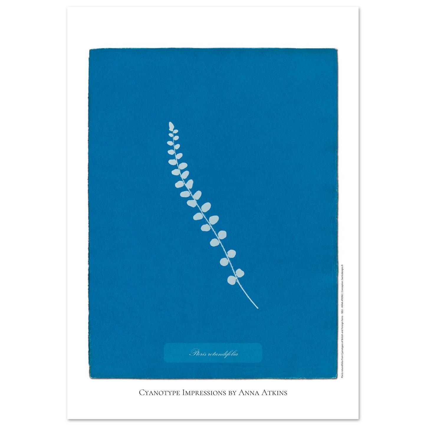 Pteris rotundifolia - Planche de fougère en cyanotype d'Anna Atkins (42x59,4 cm (A2)). Planche botanique cyanotype d'Anna Atkins représentant une fougère nommée Pteris rotundifolia sur un fond bleu, avec le nom de la plante écrit dans un cartouche.