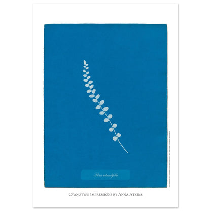 Pteris rotundifolia - Planche de fougère en cyanotype d'Anna Atkins (42x59,4 cm (A2)). Planche botanique cyanotype d'Anna Atkins représentant une fougère nommée Pteris rotundifolia sur un fond bleu, avec le nom de la plante écrit dans un cartouche.