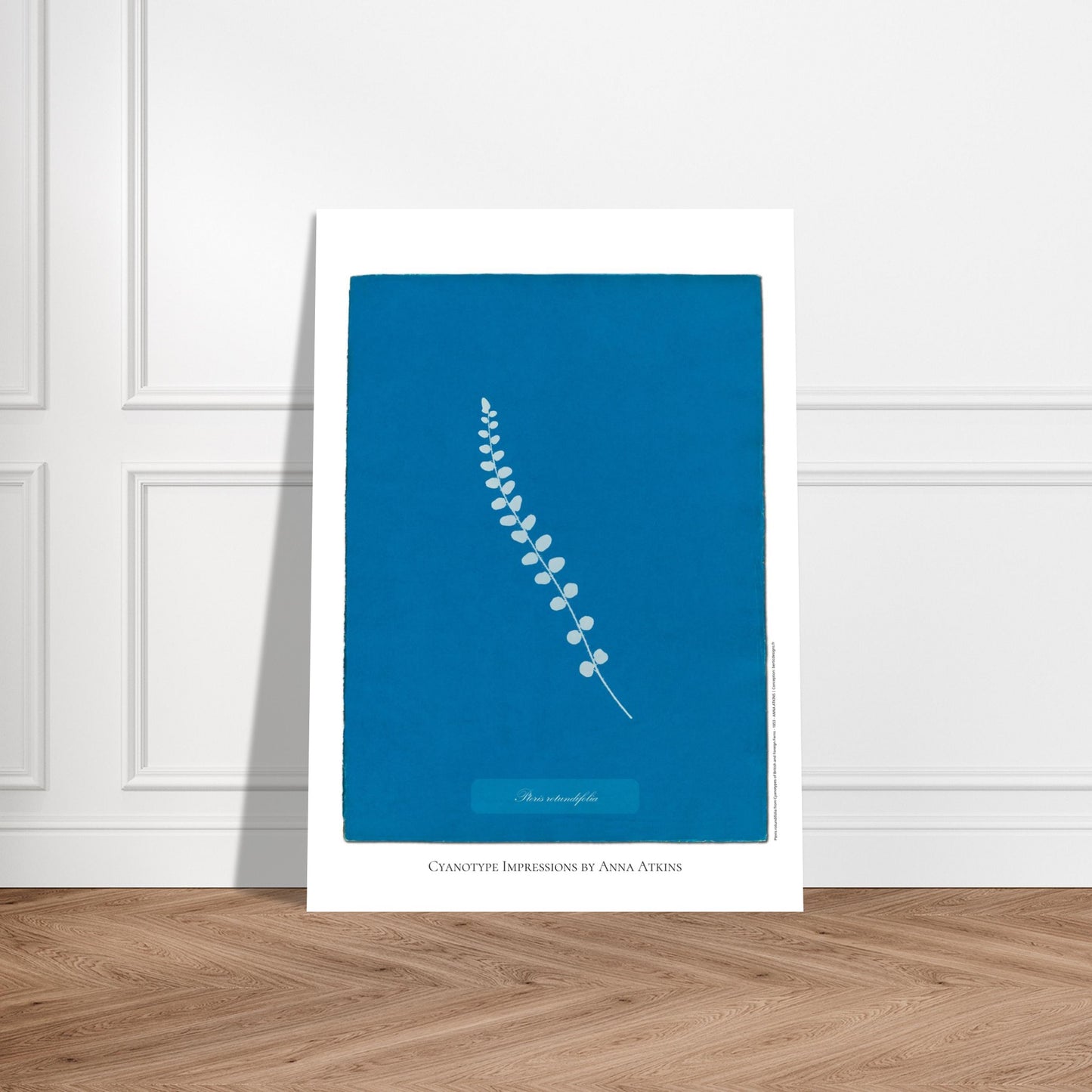 Pteris rotundifolia - Planche de fougère en cyanotype d'Anna Atkins. Planche botanique cyanotype d'Anna Atkins représentant une fougère nommée Pteris rotundifolia sur un fond bleu, avec le nom de la plante écrit dans un cartouche. Image d'illustration 5