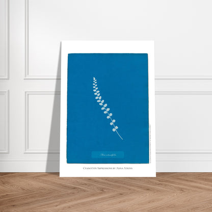 Pteris rotundifolia - Planche de fougère en cyanotype d'Anna Atkins. Planche botanique cyanotype d'Anna Atkins représentant une fougère nommée Pteris rotundifolia sur un fond bleu, avec le nom de la plante écrit dans un cartouche. Image d'illustration 5
