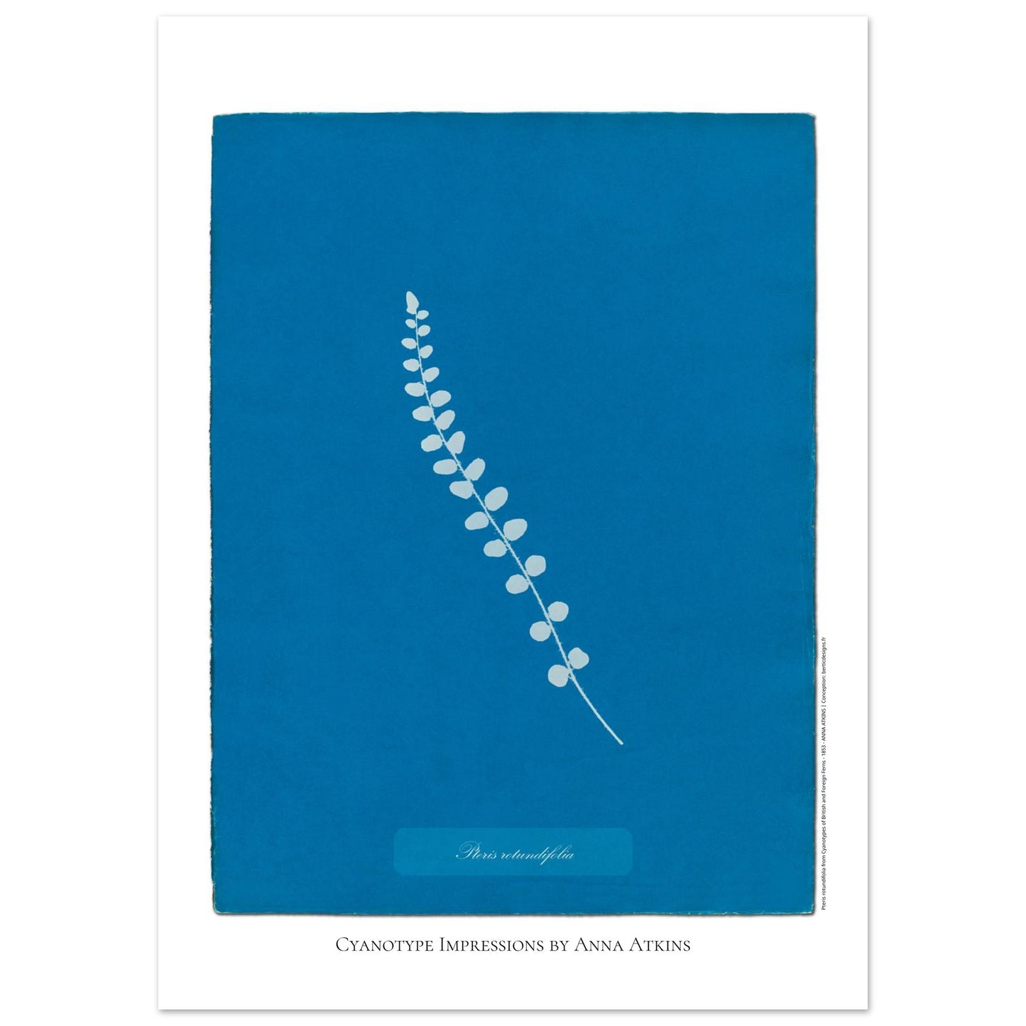 Pteris rotundifolia - Planche de fougère en cyanotype d'Anna Atkins (50x70 cm). Planche botanique cyanotype d'Anna Atkins représentant une fougère nommée Pteris rotundifolia sur un fond bleu, avec le nom de la plante écrit dans un cartouche.