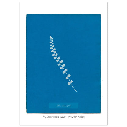 Pteris rotundifolia - Planche de fougère en cyanotype d'Anna Atkins (50x70 cm). Planche botanique cyanotype d'Anna Atkins représentant une fougère nommée Pteris rotundifolia sur un fond bleu, avec le nom de la plante écrit dans un cartouche.