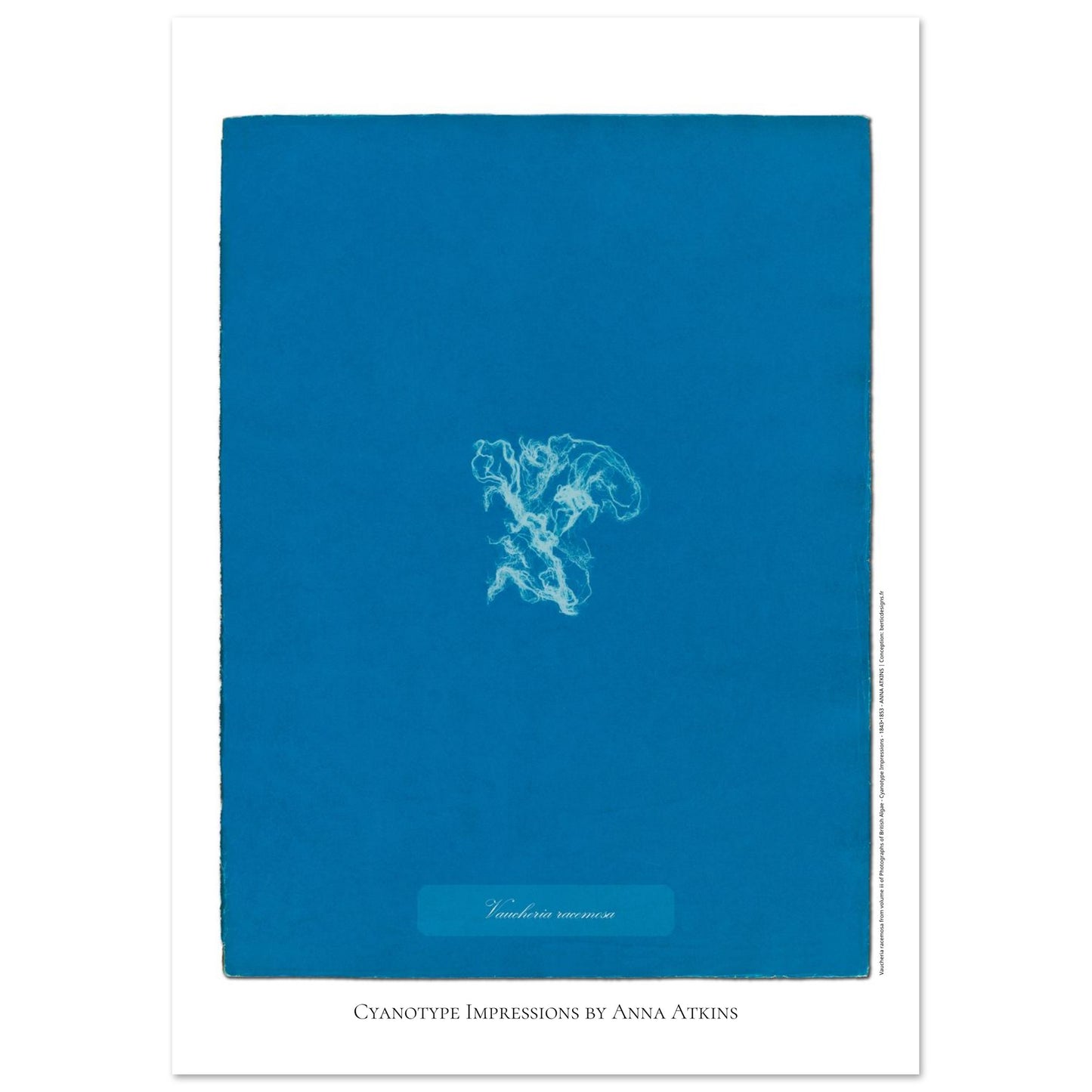 Vaucheria racemosa — Illustration naturaliste cyanotype d'Anna Atkins (21x29,7 cm (A4)). Reproduction d'une algue 'Vaucheria racemosa' réalisée par cyanotype par Anna Atkins sur un fond bleu vif.