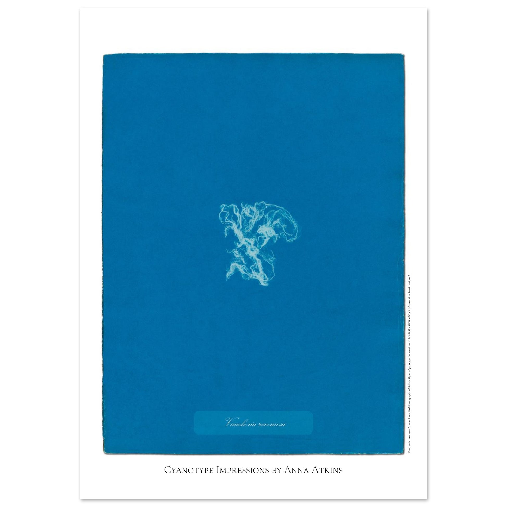Vaucheria racemosa — Illustration naturaliste cyanotype d'Anna Atkins (21x29,7 cm (A4)). Reproduction d'une algue 'Vaucheria racemosa' réalisée par cyanotype par Anna Atkins sur un fond bleu vif.