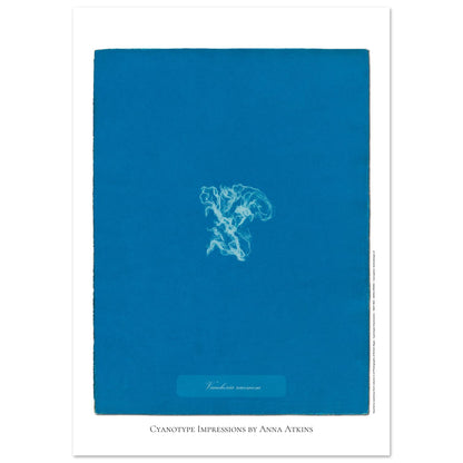 Vaucheria racemosa — Illustration naturaliste cyanotype d'Anna Atkins (21x29,7 cm (A4)). Reproduction d'une algue 'Vaucheria racemosa' réalisée par cyanotype par Anna Atkins sur un fond bleu vif.