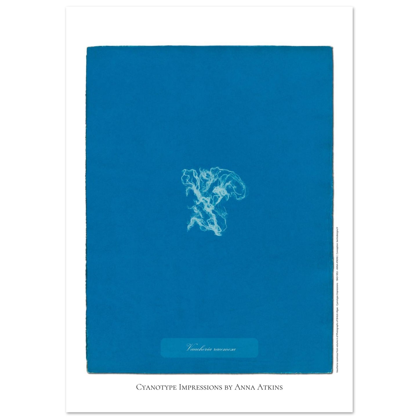 Vaucheria racemosa — Illustration naturaliste cyanotype d'Anna Atkins (29,7x42 cm (A3)). Reproduction d'une algue 'Vaucheria racemosa' réalisée par cyanotype par Anna Atkins sur un fond bleu vif.