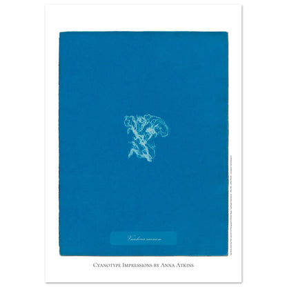 Vaucheria racemosa — Illustration naturaliste cyanotype d'Anna Atkins (29,7x42 cm (A3)). Reproduction d'une algue 'Vaucheria racemosa' réalisée par cyanotype par Anna Atkins sur un fond bleu vif.