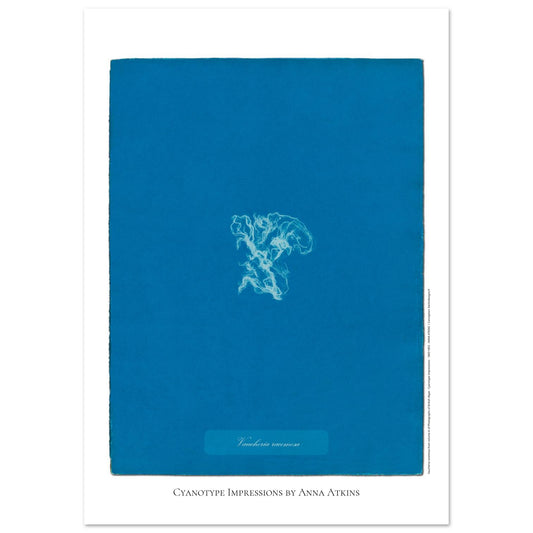 Vaucheria racemosa — Illustration naturaliste cyanotype d'Anna Atkins (29,7x42 cm (A3)). Reproduction d'une algue 'Vaucheria racemosa' réalisée par cyanotype par Anna Atkins sur un fond bleu vif.