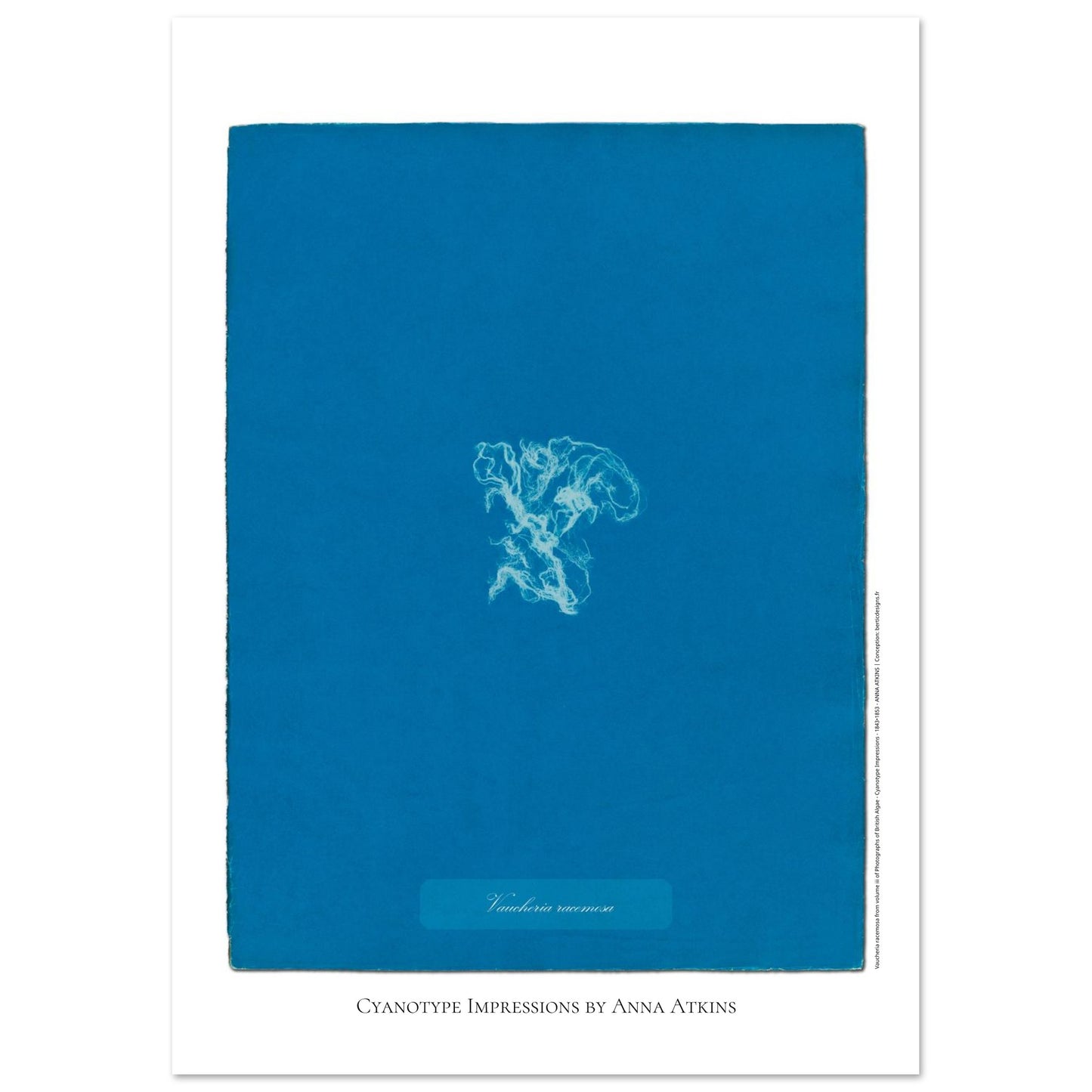Vaucheria racemosa — Illustration naturaliste cyanotype d'Anna Atkins (42x59,4 cm (A2)). Reproduction d'une algue 'Vaucheria racemosa' réalisée par cyanotype par Anna Atkins sur un fond bleu vif.