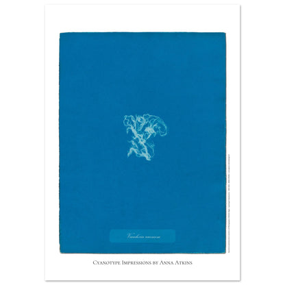 Vaucheria racemosa — Illustration naturaliste cyanotype d'Anna Atkins (42x59,4 cm (A2)). Reproduction d'une algue 'Vaucheria racemosa' réalisée par cyanotype par Anna Atkins sur un fond bleu vif.