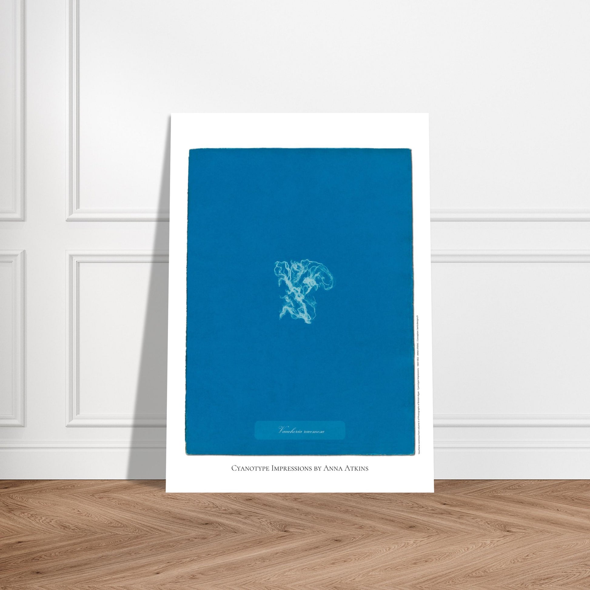 Vaucheria racemosa — Illustration naturaliste cyanotype d'Anna Atkins. Reproduction d'une algue 'Vaucheria racemosa' réalisée par cyanotype par Anna Atkins sur un fond bleu vif. Image d'illustration 5