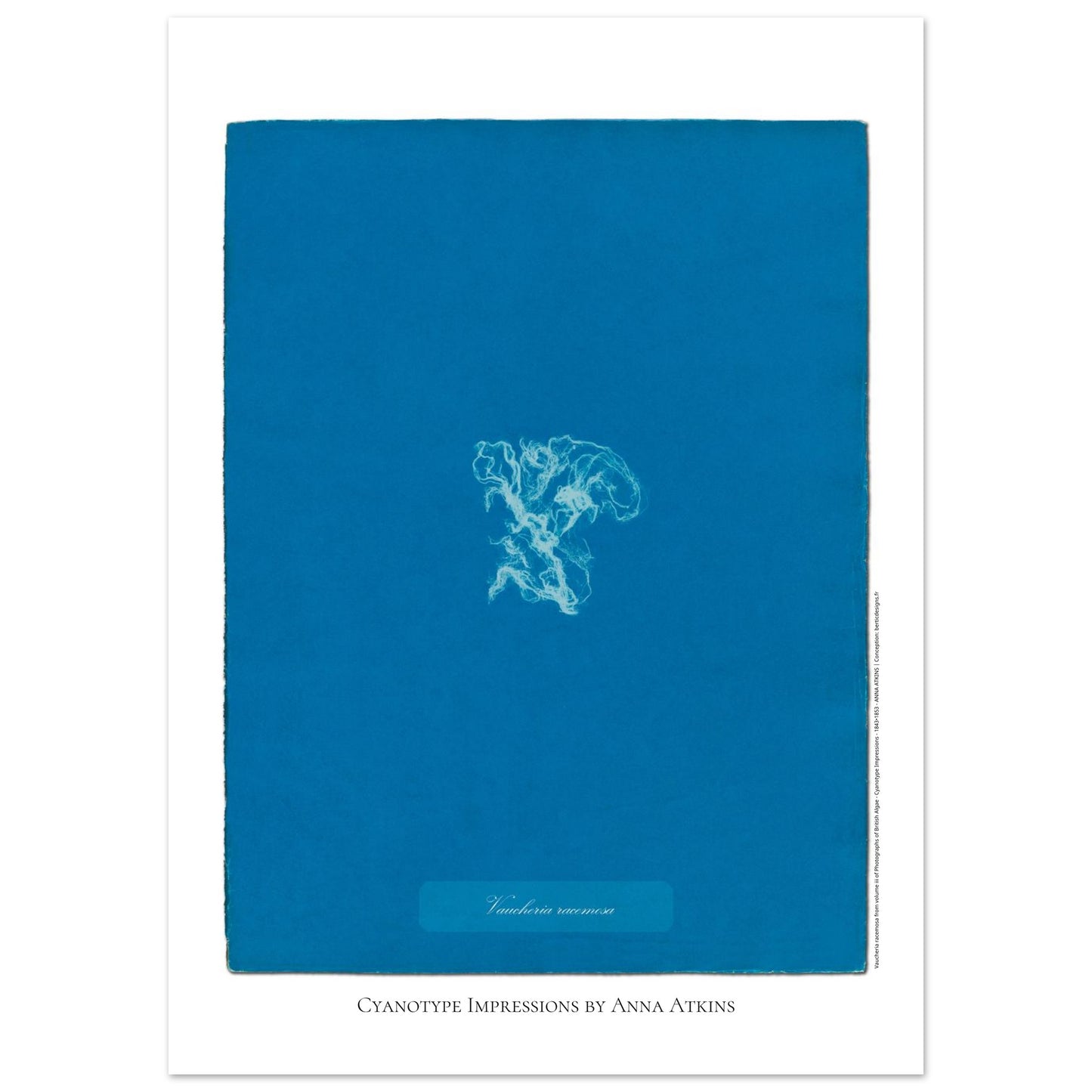 Vaucheria racemosa — Illustration naturaliste cyanotype d'Anna Atkins (50x70 cm). Reproduction d'une algue 'Vaucheria racemosa' réalisée par cyanotype par Anna Atkins sur un fond bleu vif.