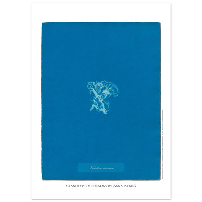 Vaucheria racemosa — Illustration naturaliste cyanotype d'Anna Atkins (50x70 cm). Reproduction d'une algue 'Vaucheria racemosa' réalisée par cyanotype par Anna Atkins sur un fond bleu vif.