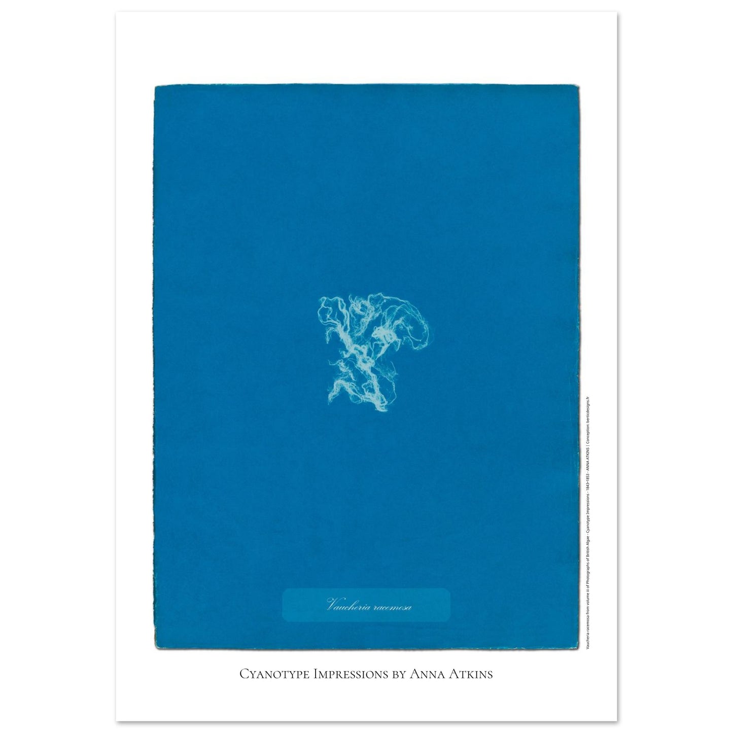 Vaucheria racemosa — Illustration naturaliste cyanotype d'Anna Atkins (59,4x84,1 cm (A1)). Reproduction d'une algue 'Vaucheria racemosa' réalisée par cyanotype par Anna Atkins sur un fond bleu vif.