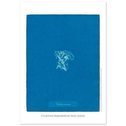 Vaucheria racemosa — Illustration naturaliste cyanotype d'Anna Atkins (59,4x84,1 cm (A1)). Reproduction d'une algue 'Vaucheria racemosa' réalisée par cyanotype par Anna Atkins sur un fond bleu vif.