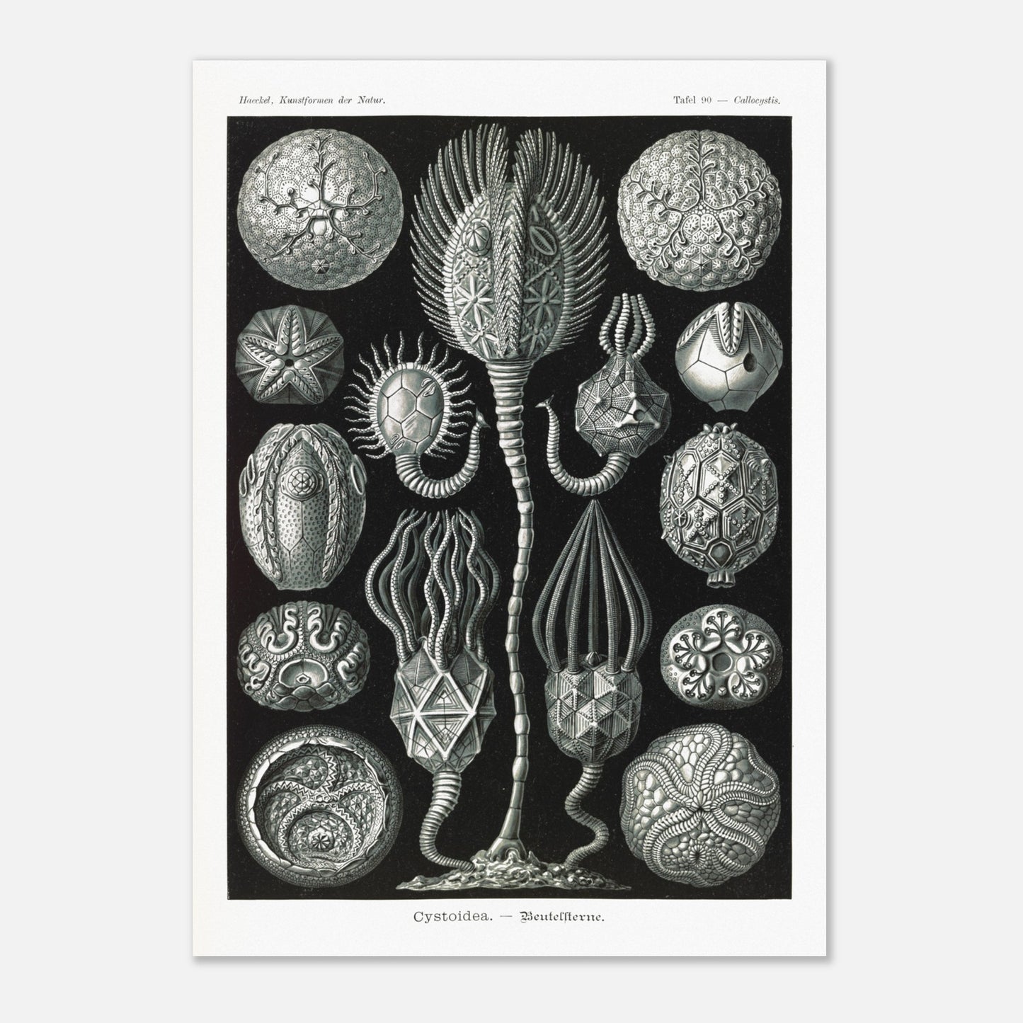 Planche de cystoïdes Cystoidea - Illustration d'Ernst Haeckel (29,7x42 cm (A3)). Lithographie scientifique du XIXe siècle du biologiste Ernst Haeckel, illustrant diverses formes de rotifères, des organismes microscopiques.