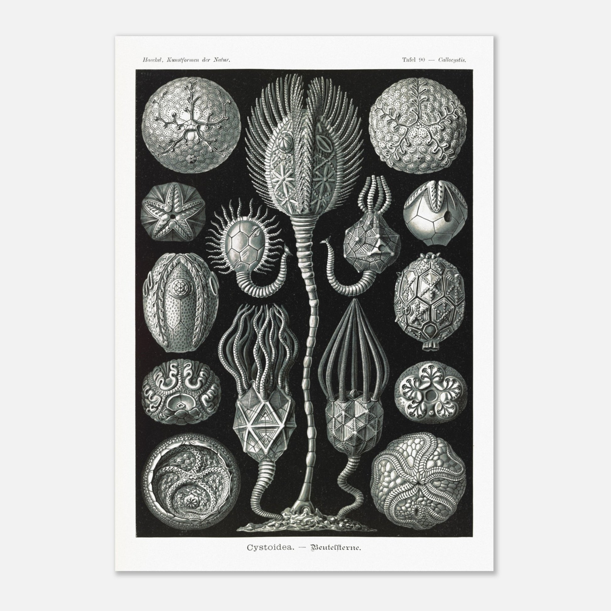 Planche de cystoïdes Cystoidea - Illustration d'Ernst Haeckel (29,7x42 cm (A3)). Lithographie scientifique du XIXe siècle du biologiste Ernst Haeckel, illustrant diverses formes de rotifères, des organismes microscopiques.
